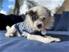 adoptable Dog in ramona, CA named Crunchy