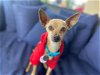 adoptable Dog in ramona, CA named Dinkle