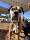 adoptable Dog in ramona, CA named Joe