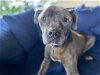 adoptable Dog in ramona, CA named Kilo