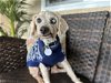 adoptable Dog in ramona, CA named Yolo