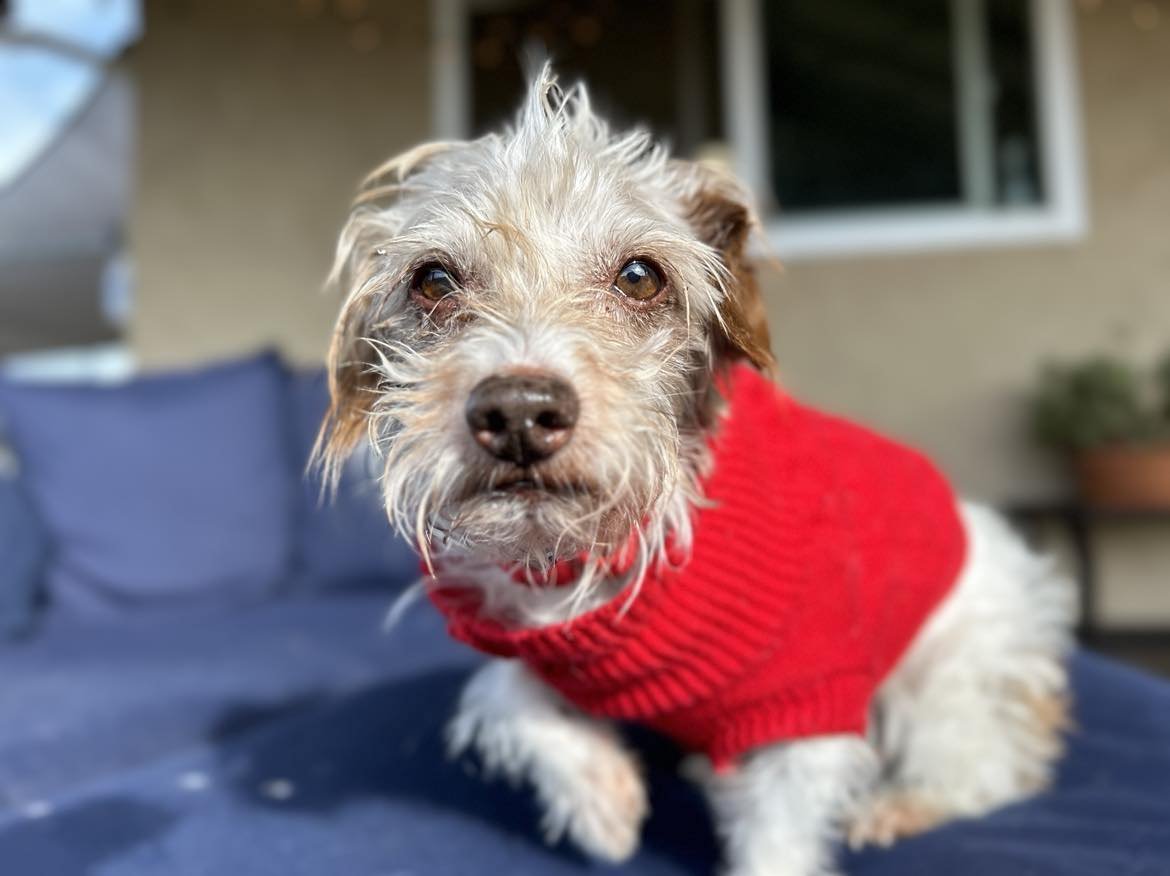 adoptable Dog in Ramona, CA named Burke