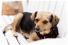 adoptable Dog in ramona, CA named Tinsley