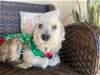 adoptable Dog in ramona, CA named Wally