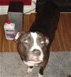 adoptable Dog in ramona, CA named Violet