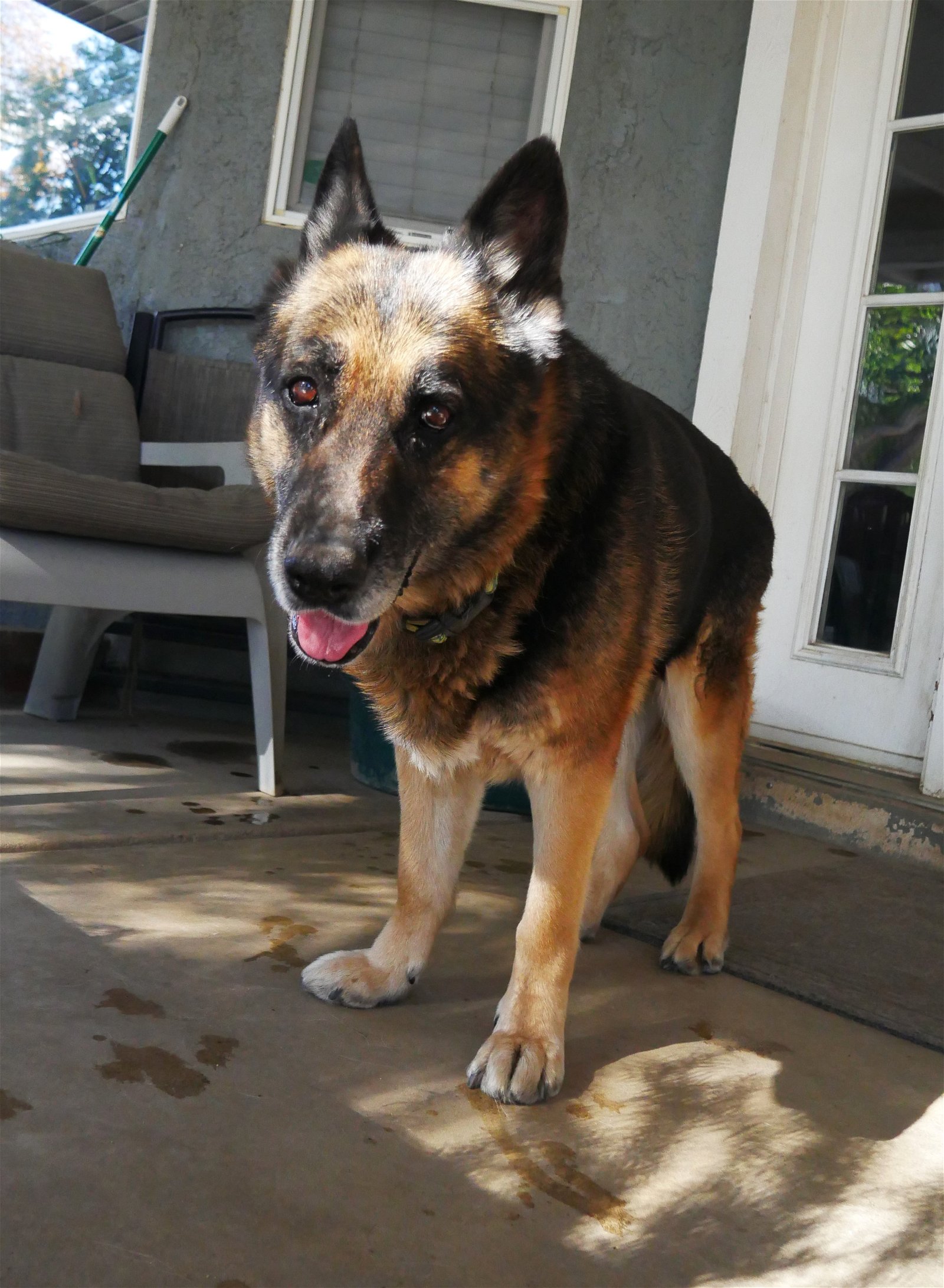 adoptable Dog in Ramona, CA named Molly