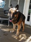adoptable Dog in ramona, CA named Molly
