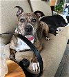 adoptable Dog in ramona, CA named Derby