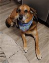 adoptable Dog in ramona, CA named Juno