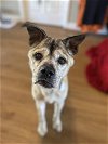 adoptable Dog in ramona, CA named Furrow