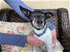 adoptable Dog in ramona, CA named Hopkins
