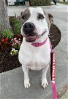 adoptable Dog in ramona, CA named Gracie