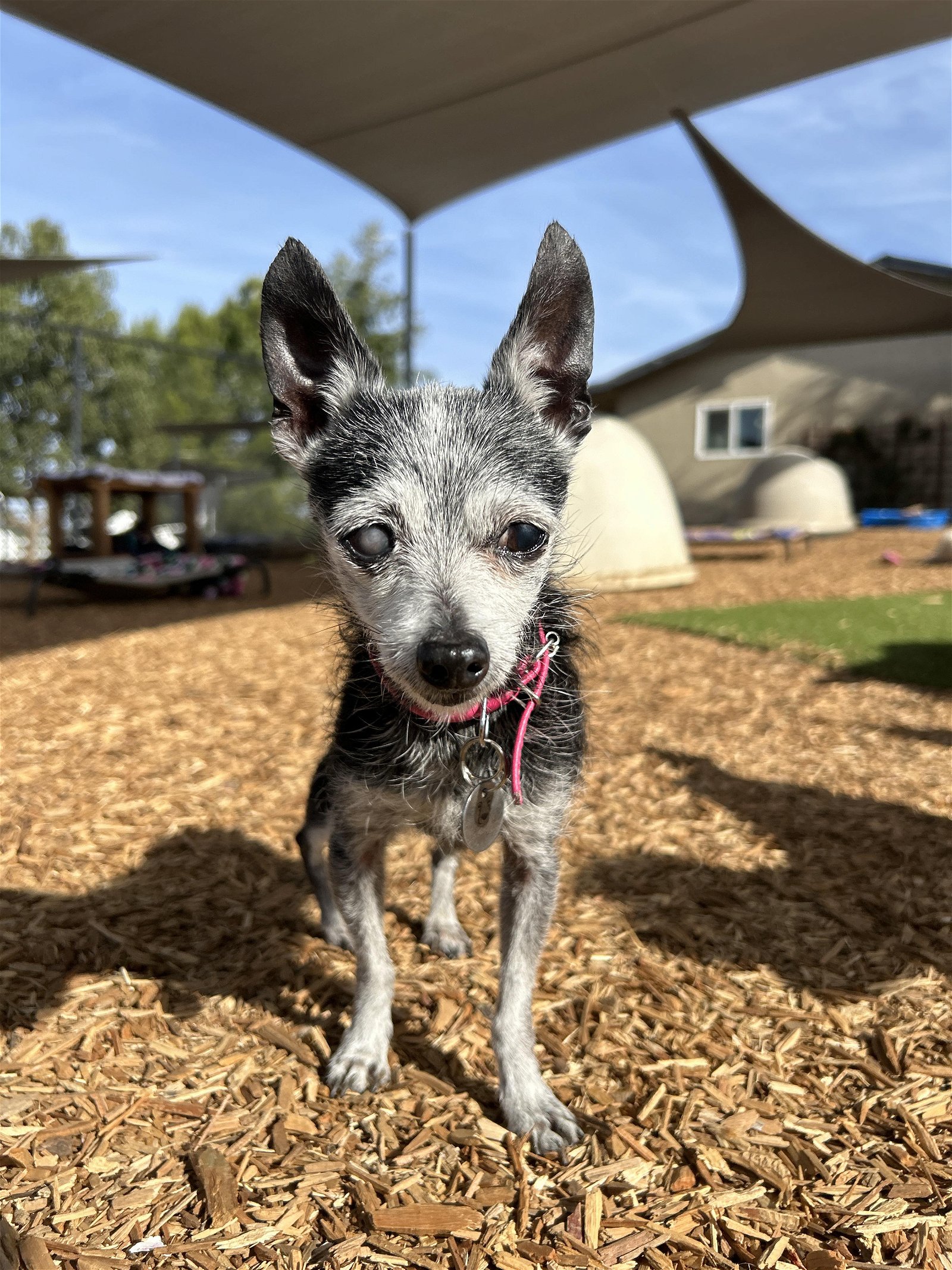 adoptable Dog in Ramona, CA named Dahlia