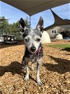 adoptable Dog in ramona, CA named Dahlia