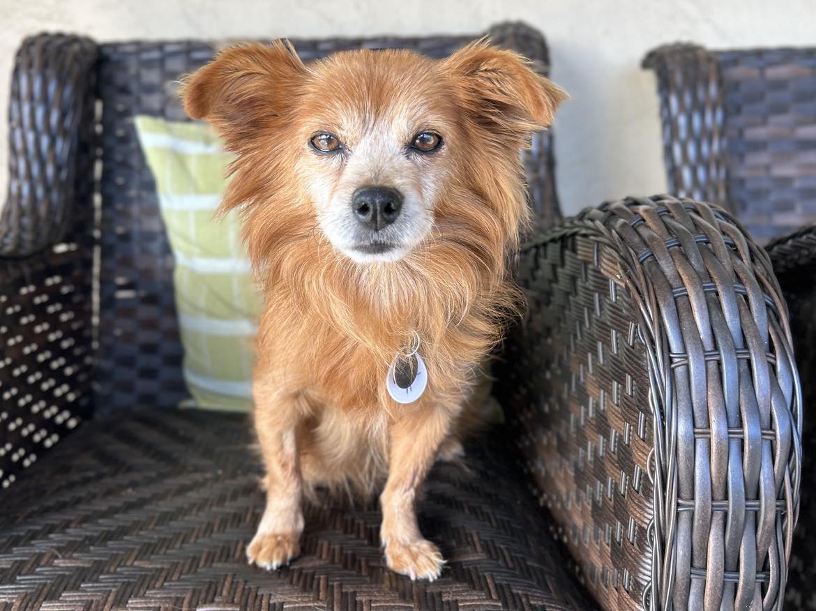 adoptable Dog in Ramona, CA named Rosie