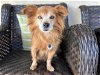 adoptable Dog in ramona, CA named Rosie