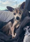adoptable Dog in ramona, CA named Dulce