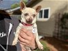 adoptable Dog in ramona, CA named Lima Bean