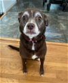 adoptable Dog in ramona, CA named Mocha