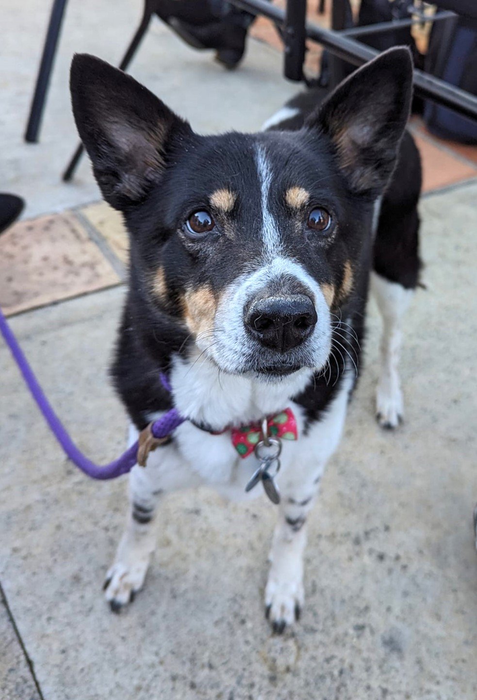 adoptable Dog in Ramona, CA named Mia