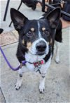 adoptable Dog in ramona, CA named Mia
