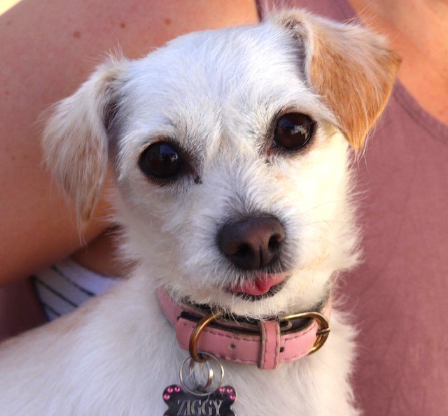 adoptable Dog in Ramona, CA named Ziggy
