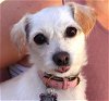 adoptable Dog in ramona, CA named Ziggy