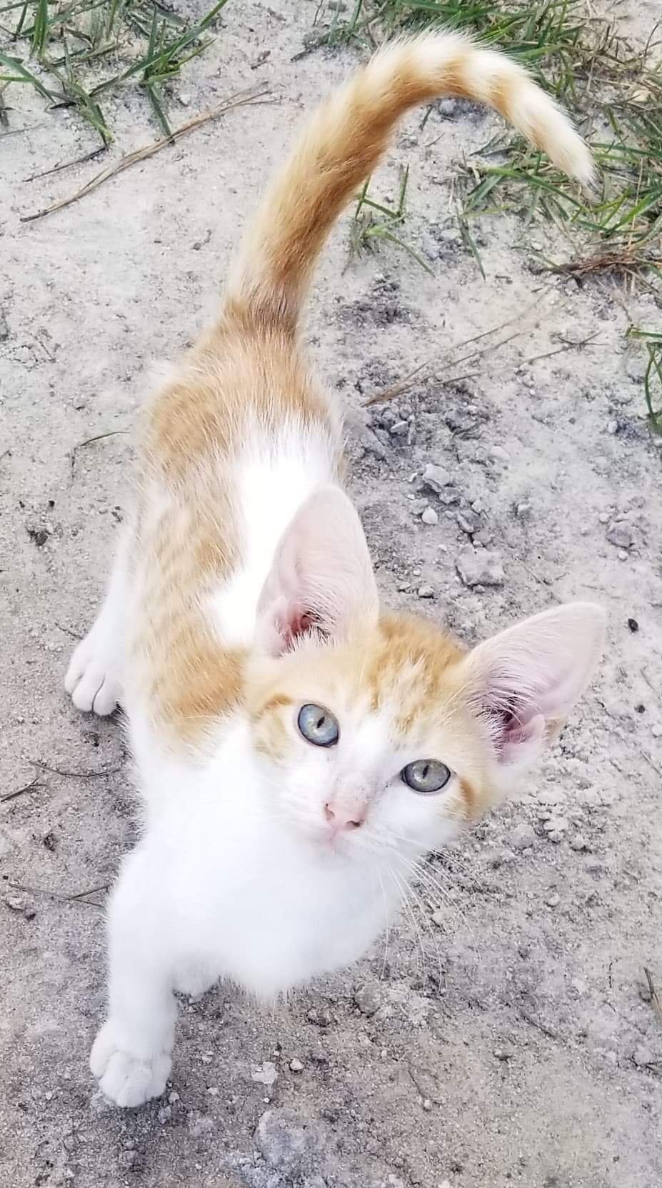 adoptable Cat in Nashville, GA named Capt Cute