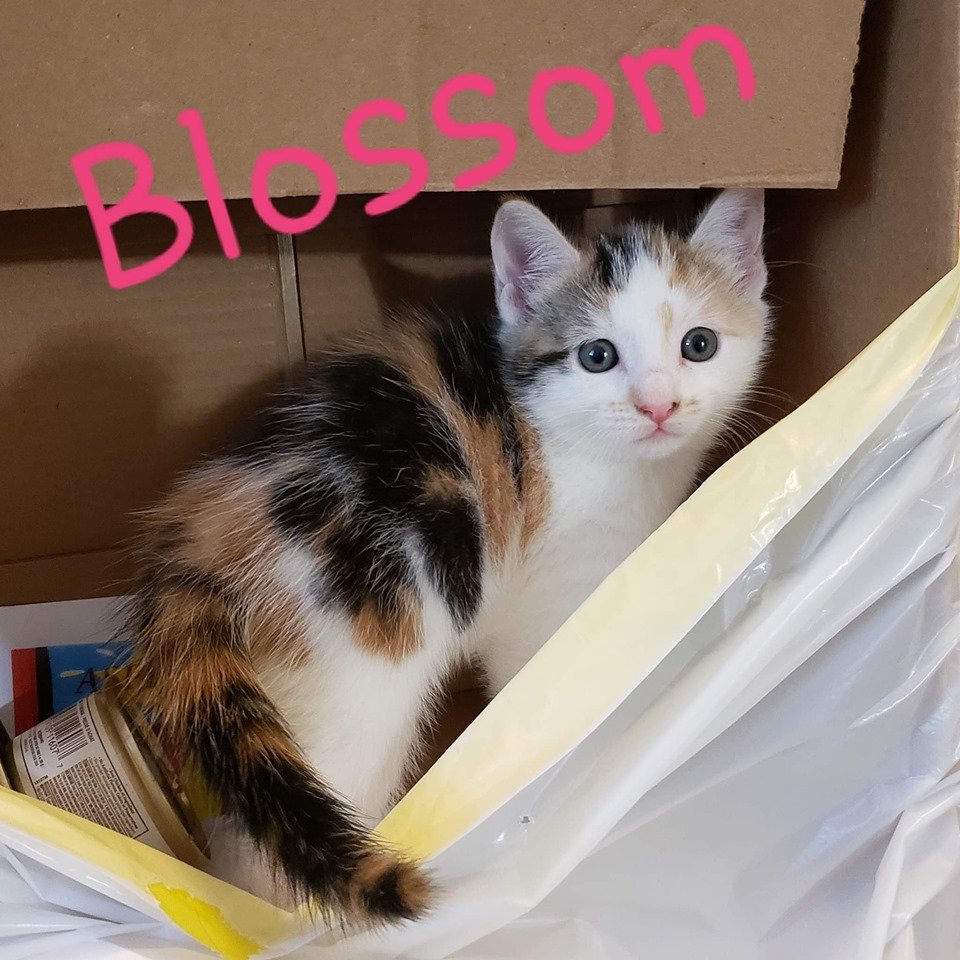 adoptable Cat in Nashville, GA named Blossom