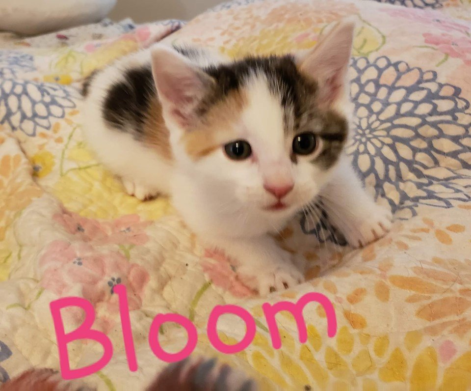adoptable Cat in Nashville, GA named Bloom