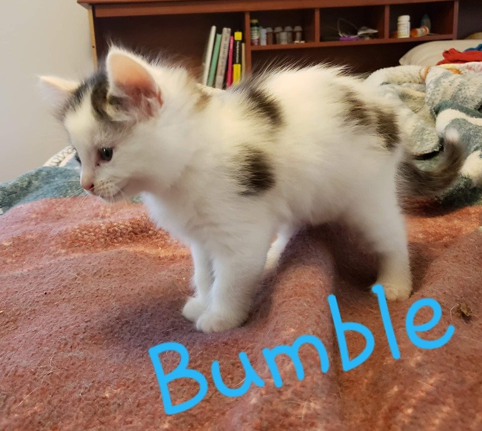 adoptable Cat in Nashville, GA named Bumble