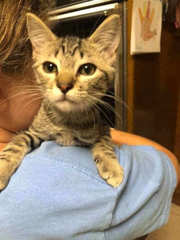 adoptable Cat in Nashville, GA named Tiger