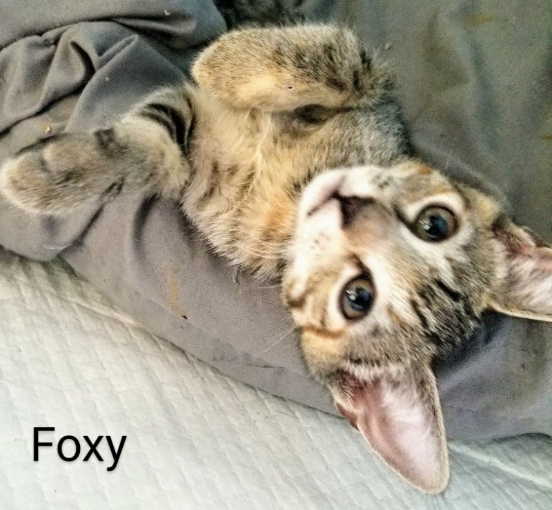 adoptable Cat in Nashville, GA named Foxy