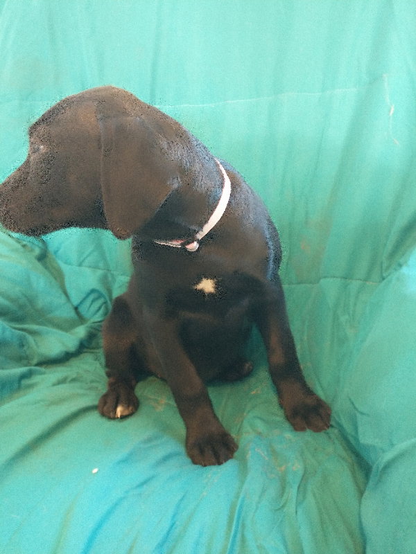 Dog for Adoption Thulian, a Labrador Retriever in Tifton, GA Alpha Paw