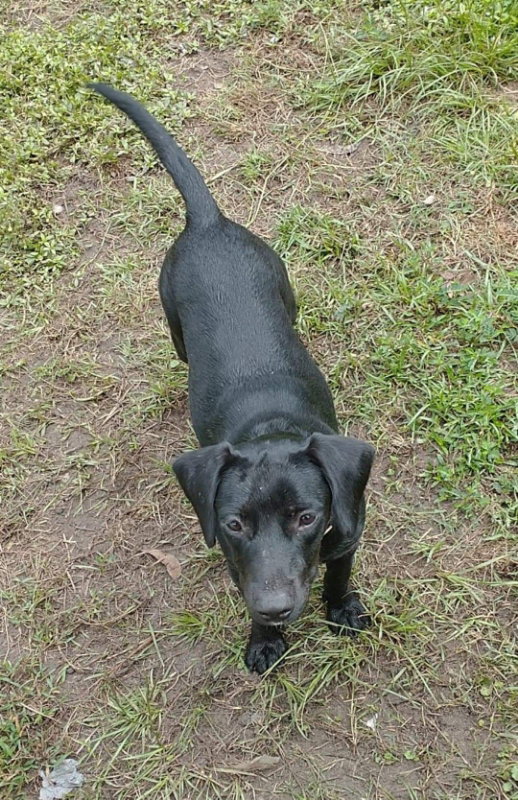 Dog for Adoption Ali, a English Setter in Tifton, GA Alpha Paw