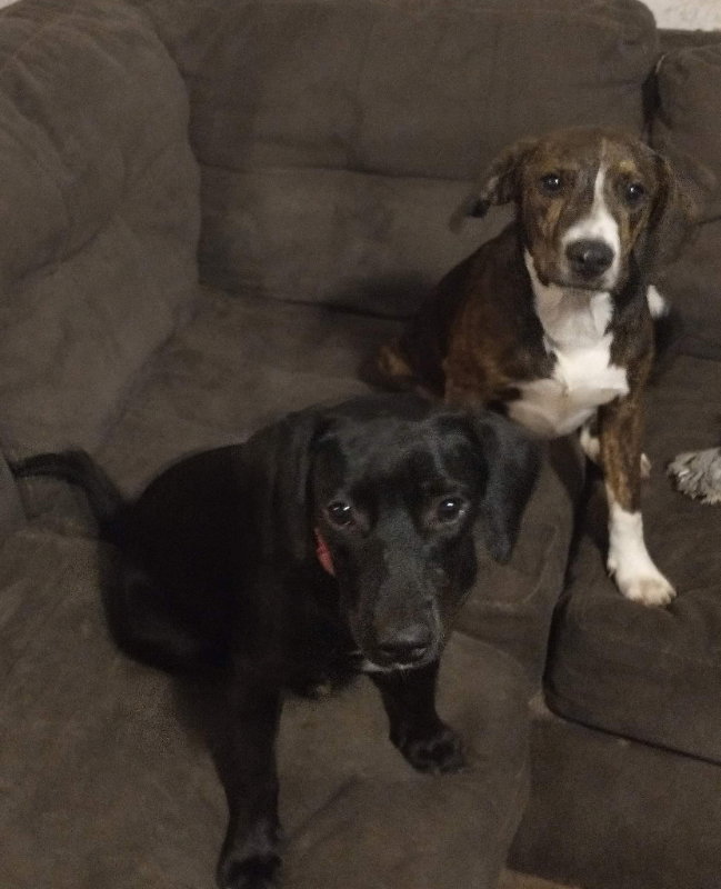 Dog for Adoption Ali, a English Setter in Tifton, GA Alpha Paw