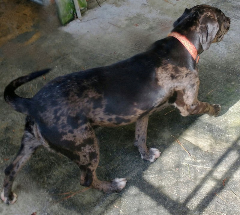 Dog for Adoption Parsley, a Catahoula Leopard Dog in Tifton, GA