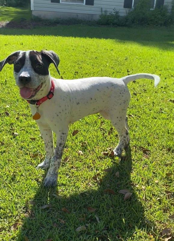 Dog for Adoption Cloudy, a Australian Cattle Dog/Blue Heeler in