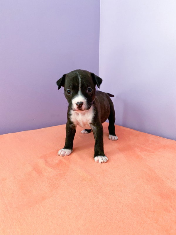 Dog for Adoption Primrose, a Australian Cattle Dog/Blue Heeler in