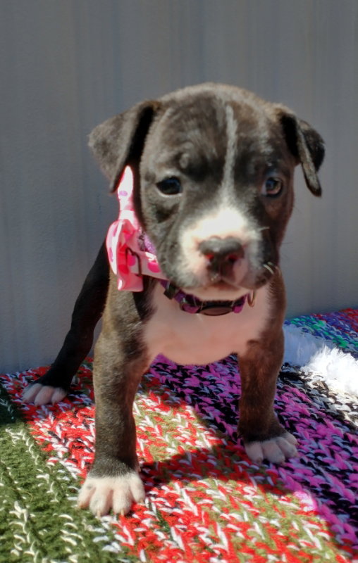 Dog for Adoption Primrose, a Australian Cattle Dog/Blue Heeler in