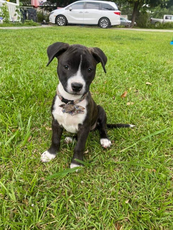 Dog for Adoption Primrose, a Australian Cattle Dog/Blue Heeler in