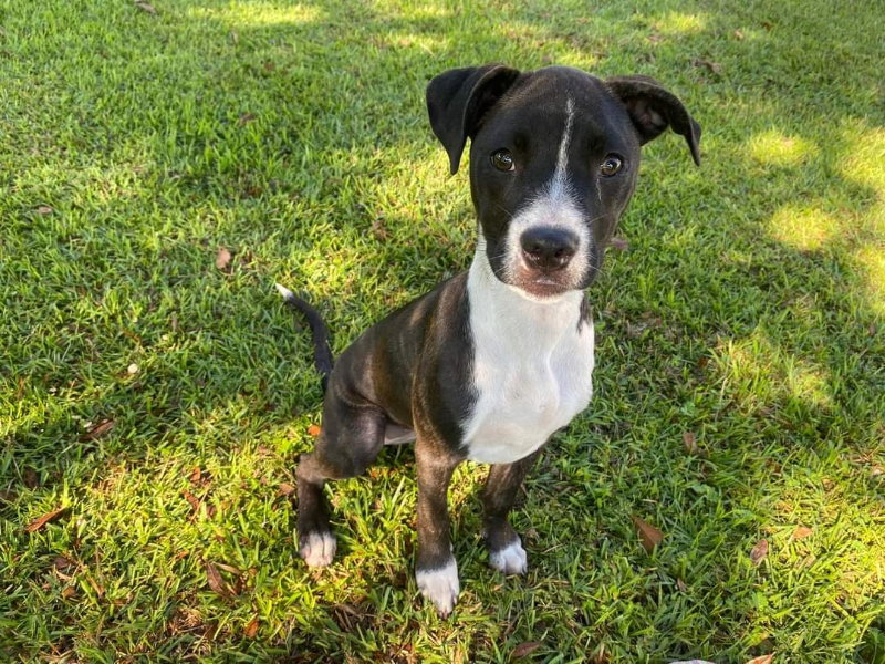Dog for Adoption Primrose, a Australian Cattle Dog/Blue Heeler in