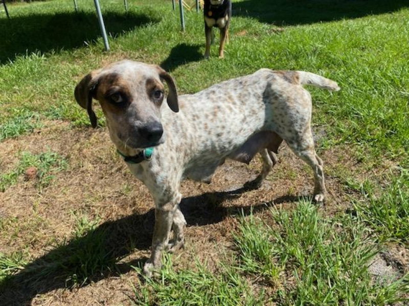 Dog for Adoption Dory, a Australian Cattle Dog/Blue Heeler in Tifton