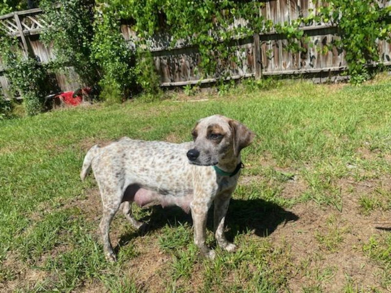 Dog for Adoption Dory, a Australian Cattle Dog/Blue Heeler in Tifton