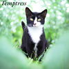 adoptable Cat in Nashville, GA named Temptress