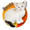 adoptable Cat in  named Naruto