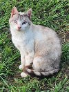 adoptable Cat in nashville, GA named Kristie