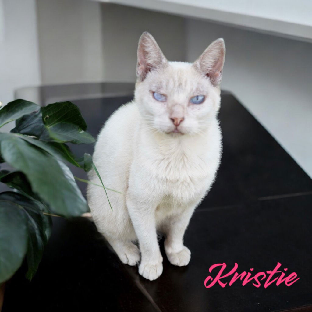 adoptable Cat in Nashville, GA named Kristie