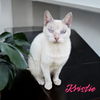 adoptable Cat in Nashville, GA named Kristie