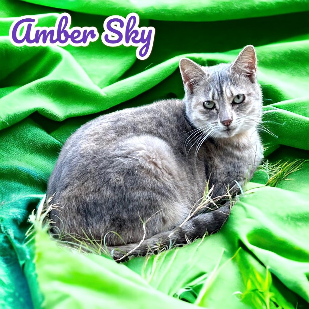 adoptable Cat in Nashville, GA named Amber Sky